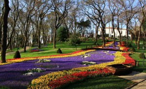 Tulip di Istanbul 