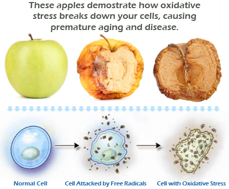 Imej menunjukkan bagaimana epal mengalami tekanan oksidatif menyebabkannya mendapat penyakit dan penuaan yang cepat
