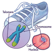 Telomeres melindungi kromosom, seumpama cap plastik melindungi tali kasut
