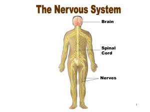Anatomi otak dan sistem saraf