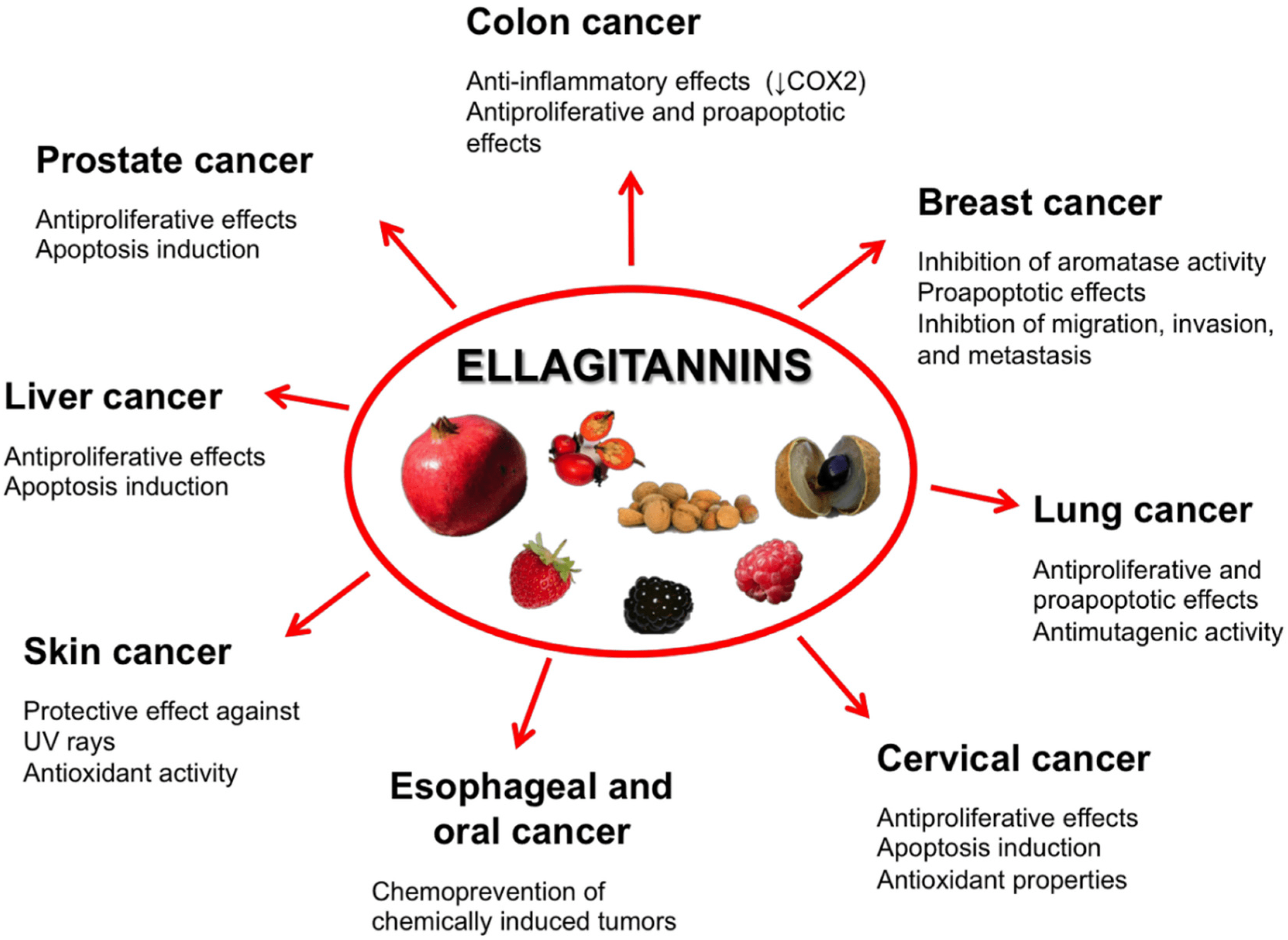 Ellagitannins sangat berpotensi dalam pencegahan pelbagai jenis kanser