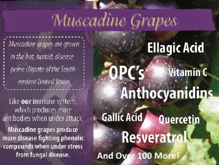 Anggur muscadine mengandungi beberapa jenis polifenol yang baik untuk kesihatan