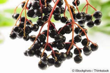 Buah elderberry berkhasiat untuk masalah penyakit berjangkit