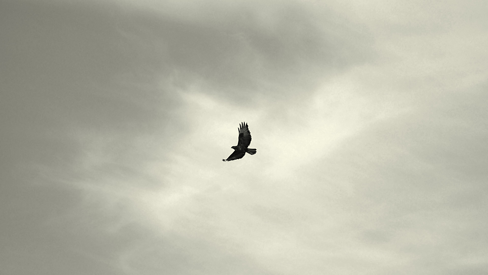 tawakal umpama burung terbang pagi