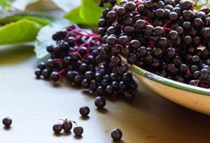 Elderberry vivix shaklee