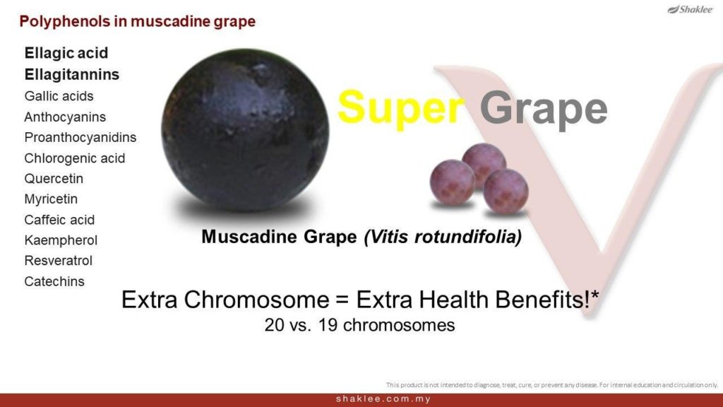 Anggur Muscadine mengandungi kromosom yang lebih berbanding anggur lain